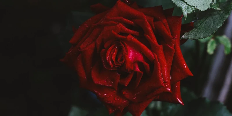 La Rose & la masculinité