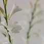 Matière première de parfumerie